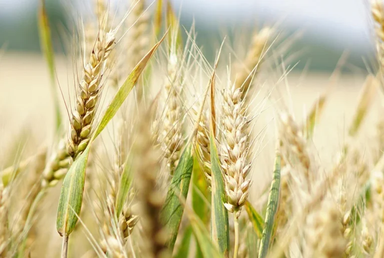 We grow fresh, organic produce using clean methods that protect nature, healthy food.